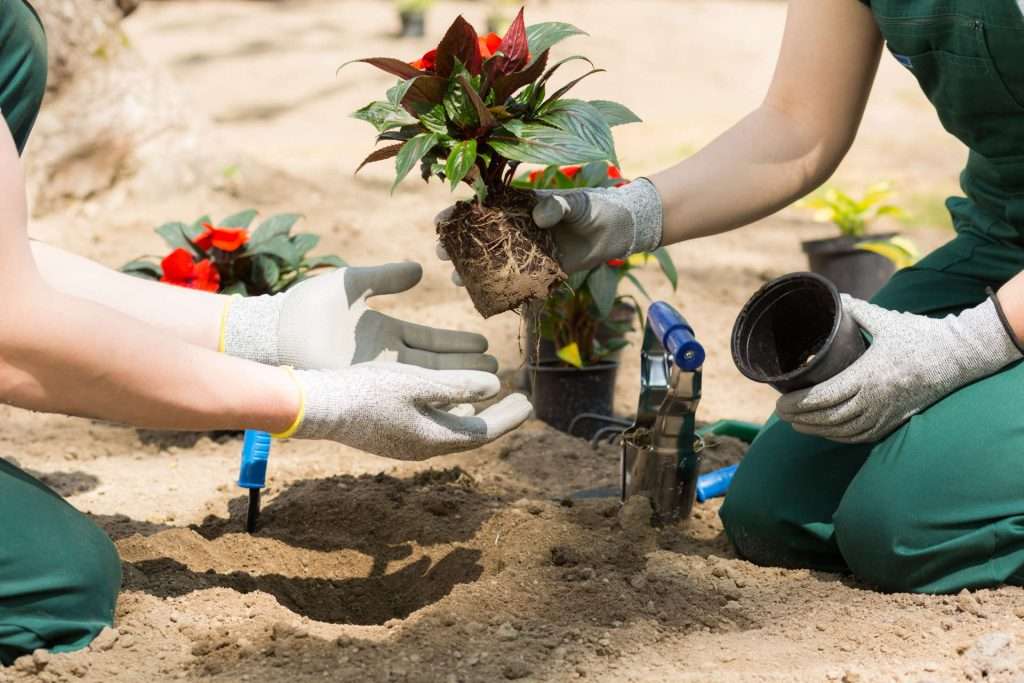 Expert landscaping and yard care