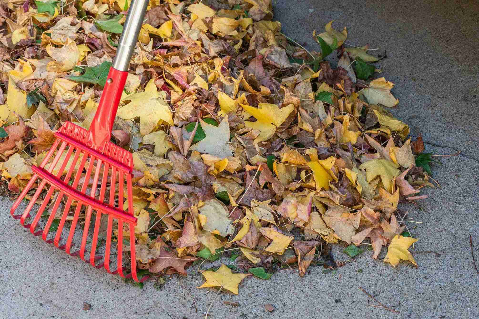 Leaf removal service in Sonora
