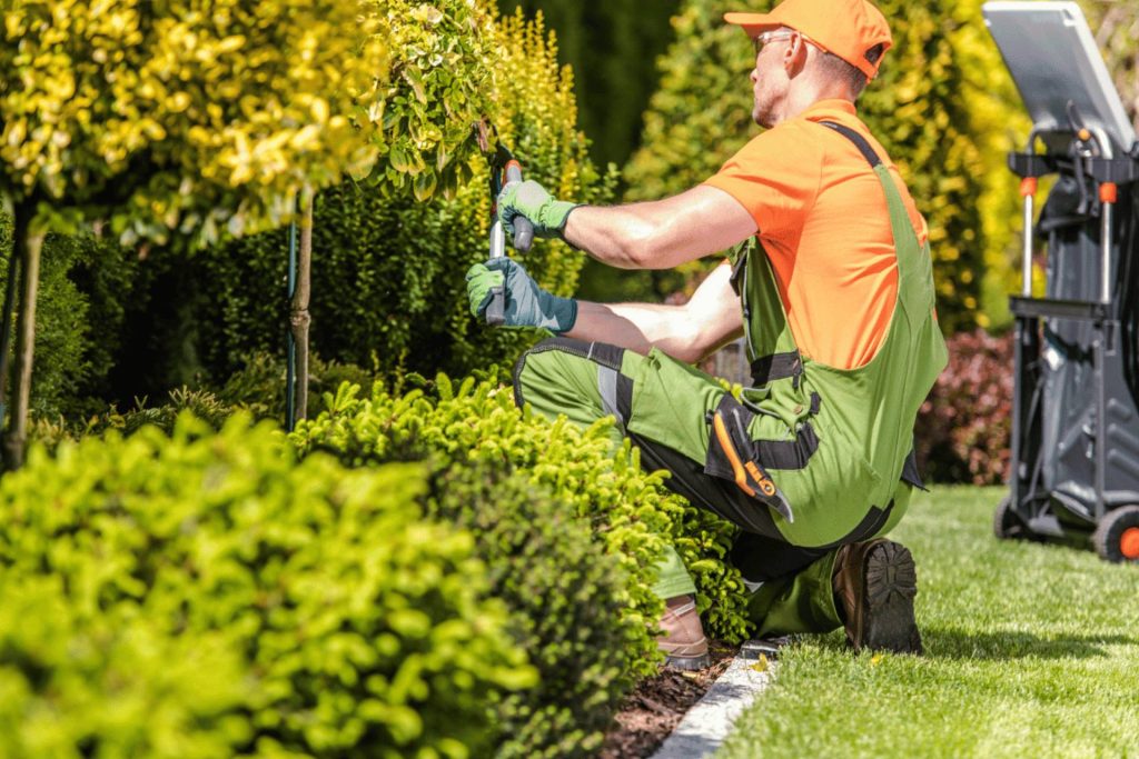 Professional hedge trimming service