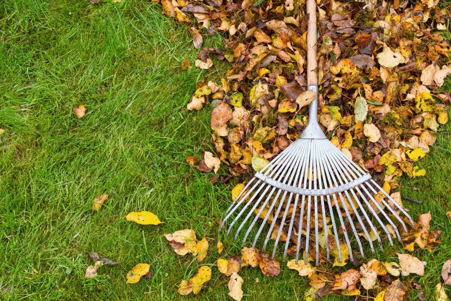 Leaf and debris removal service