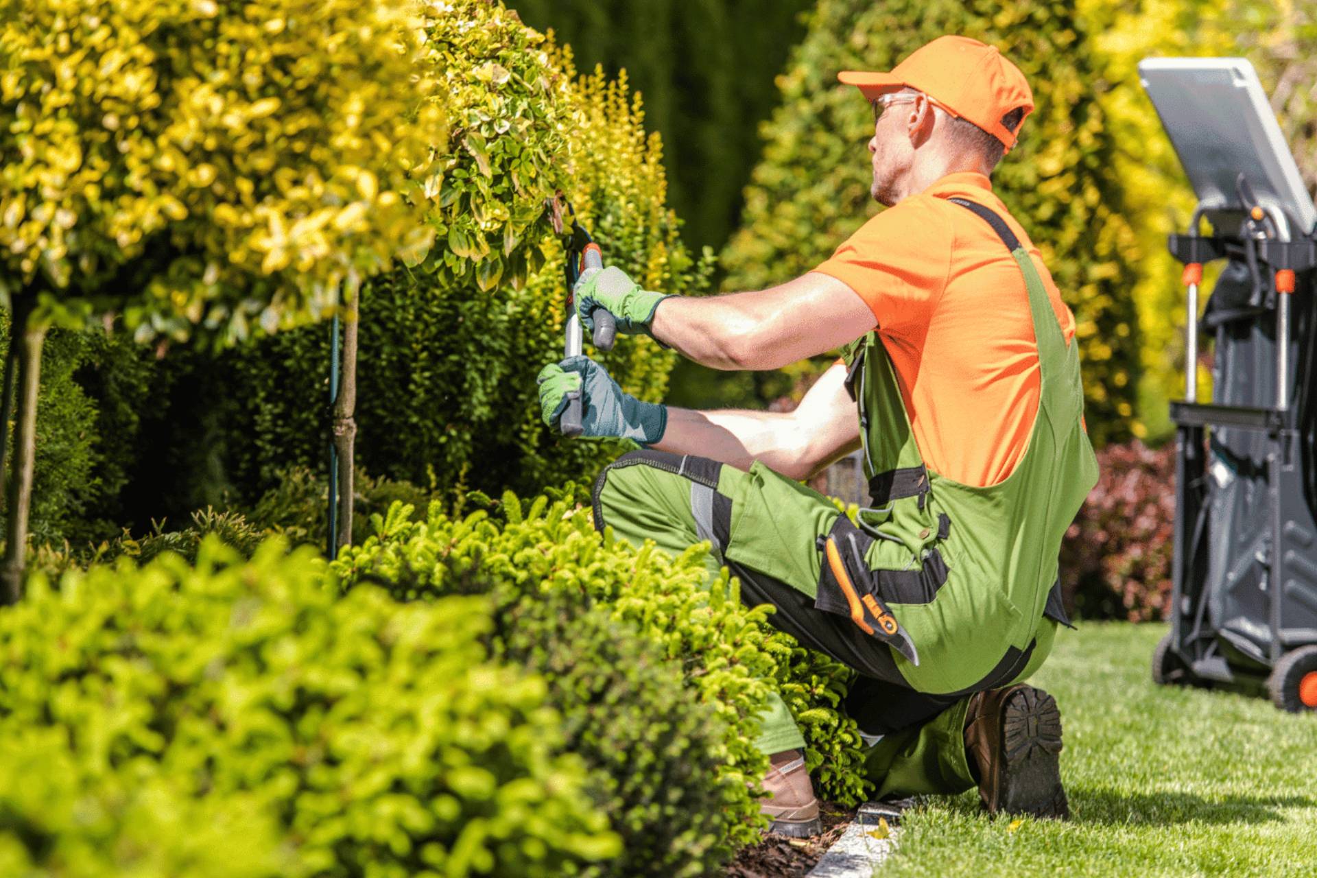 Professional hedge trimming service